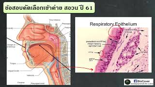 เฉลยข้อสอบเข้าค่าย #สอวน.ชีวะ ปี 61 ข้อ1 : Respiratory Epithelium