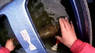 Третий этап Pro Anglers League 2013. Экипаж Живин/Питерцов. Как такое может быть?