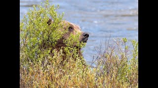 Grizzly Bears in Love