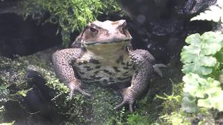 アズマヒキガエル (栃木県なかがわ水遊園) 2018年12月8日