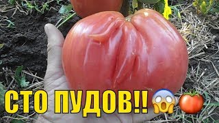 Урожайные крупноплодные томаты. Томат "Сто пудов".