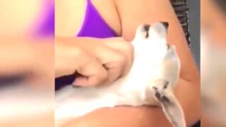 Смешное видео 2015 Смех для взрослых 25    18 Funny videos 2015 Laughter for adults 25