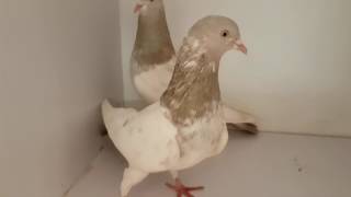 Vid 36. Indian golden breed by Azhar Jafri. Join us on fb Sadaat pigeons group.