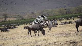 Zebras mating - Ngorongoro Crater, Tanzania
