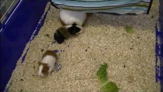 Baby guinea pigs