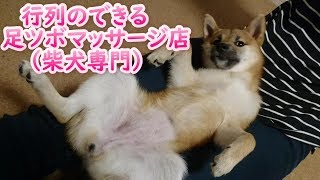 行列のできる足ツボマッサージ店（柴犬専門）ドリームファンタジー新潟