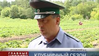 Клубничные поля