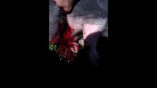 18+ режим поросёнка вьетнамского