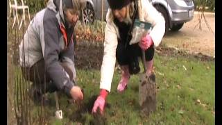 Planting Snowdrop bulbs, Galanthus nivalis