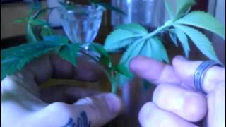 Free Clinic- How to LST your plants (part 1)