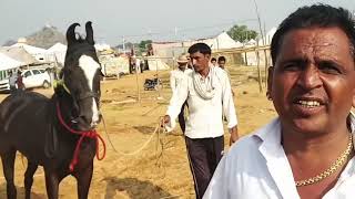 Marwari horse   तूफान लाइन का तूफानी घोड़ा आया गुस्से में