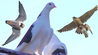 Сокол Сапсан атакует голубей. Falcon Pelegrinus