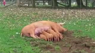 СЛУЧАИ С ЖИВОТНЫМИ хорошая сборка