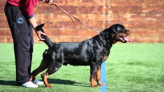 Rottweiler - Zamp von V.D.O