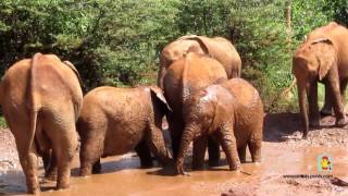 Elephant farm in Nairobi / Слоновья ферма в Кении