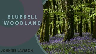 8 Hour Nature Sound Relaxation-Soothing Forest Birds Singing-Relaxing Sleep Sounds-Without Music