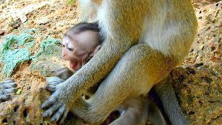 Poor Maci cry for mom, Why Dolly attack Merry while Merry come to take her baby Maci
