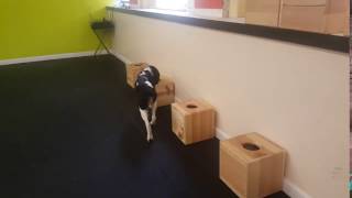 Dog Training | Fun with Roxie working on some scent boxes | Solid K9 Training Dog Training