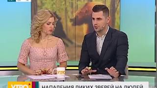 Нападения диких зверей на людей. Утро с Губернией. 10/11/2017. GuberniaTV