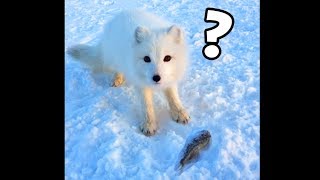 СЪЕШЬ ИЛИ ЗАКОПАЕШЬ ? 5 Песец ворует рыбу Зимняя рыбалка 2018 Песец подкрался незаметно, Песец мойва