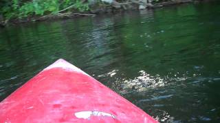 Wilson Pond Fishing for Bass