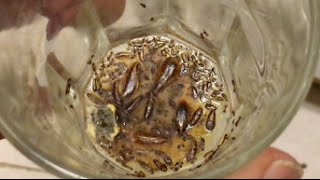 how to get rid of roaches cockroaches fast safe and no chemicals odder