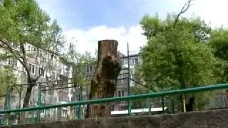 Ծառերը մորթվում են. պատժվողներ չկան