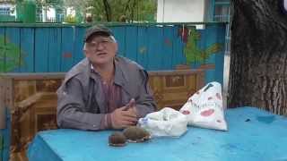 Как посадить подсолнухи. Подсолнухи