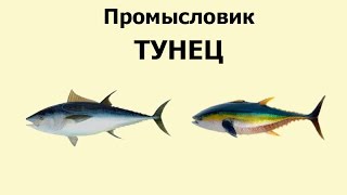 Русская Рыбалка 3.99 Промысловик 6 - Тунец