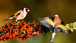 καρδερινα  Carduelis carduelis