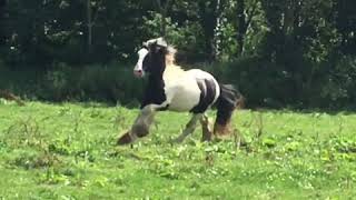 Dick Turpin theme -Horse play