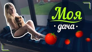 ВЛОГ // ДАЧА ТУР  // КАК ДЕД ВЫРАЩИВАЕТ ПОМИДОРЫ ?