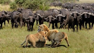 Lion Vs Lion Fight To Death | Buffalo Stop Two Male Lions From Killing Another Lion