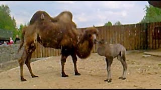 Верблюдица и верблюжонок. Животное верблюд. Верблюд видео