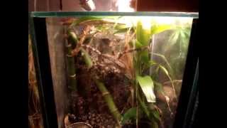 Poecilotheria regalis Bock vs. Acheta domesticus