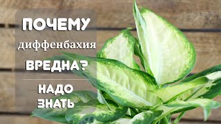 Почему нельзя держать дома Диффенбахию?