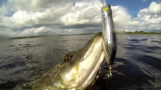 Salmo Spitting Rover vs pike. A girl fishing with lures / popper. Рыбалка щука на поппер.