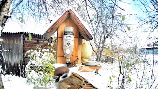 Кормушка для птиц из бутылки своими руками. Кормушка из стеклянной бутылки