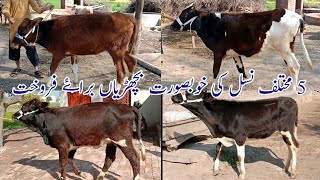 5 Bachdian for sale in different types and different colours available at home location jhang 2 feb