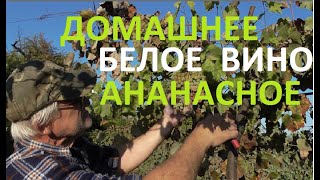 БЕЛОЕ ВИНО из ВИНОГРАДА АНАНАСНЫЙ