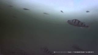Подводная камера. CAM2 0080