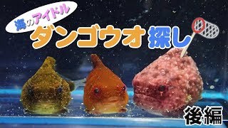 海のアイドル「ダンゴウオ」探し！【後編】