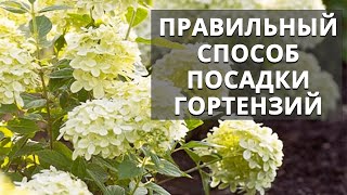 Правильный способ посадки гортензий.