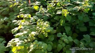 Малина/ Моллинг Жуно, Пшехиба, Глен Ди , Маргарита/ Продам саженцы ЗКС.ОСЕНЬ 2019.Весна 2020