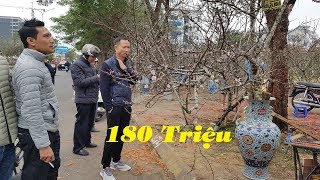 Cận cảnh cây đào rừng sapa giá 180 triệu tại phiên chợ hoa tết 2020