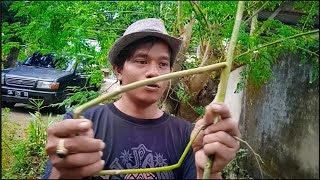 WAJIB TAHU..ADA KHASIAT  LUAR BIASA DIBATANG POHON INI