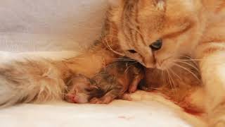 ✔️ How a Golden Cat GIVES BIRTH to kittens? | CLOSE-UP | Newborn Kittens