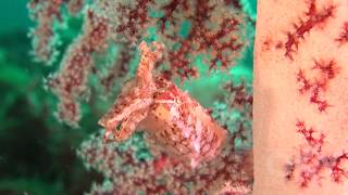 Cuttlefish - Masters of Disguise