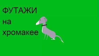 33. Футаж на хромакее. Собака 4, щенок, пес. Футаж для создания видео.