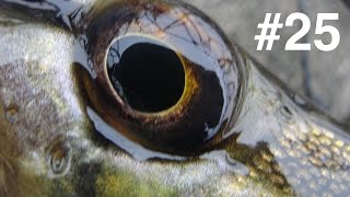 Подводная охота в КАРЬЕРЕ июнь 2016